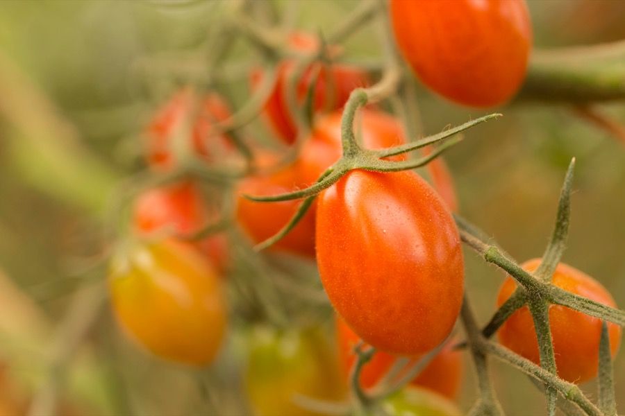 Celoročný slovenský pestovateľ paradajok Farma Babindol rozširuje plochu novým skleníkom