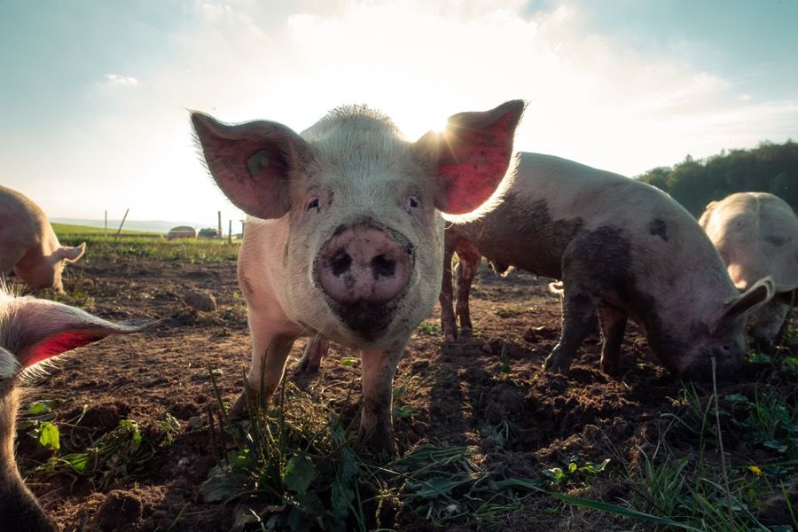 Veterinárna správa: mor ošípaných sa u nás nevyskytuje